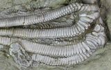 Bargain Agaricocrinus Crinoids - Crawfordsville, Indiana #68586-5